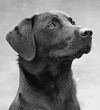 Bilder von www.gunsights.de